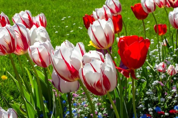 Tulip, Triumph, 'carnaval De Rio' - View 23 from www redcrocus com