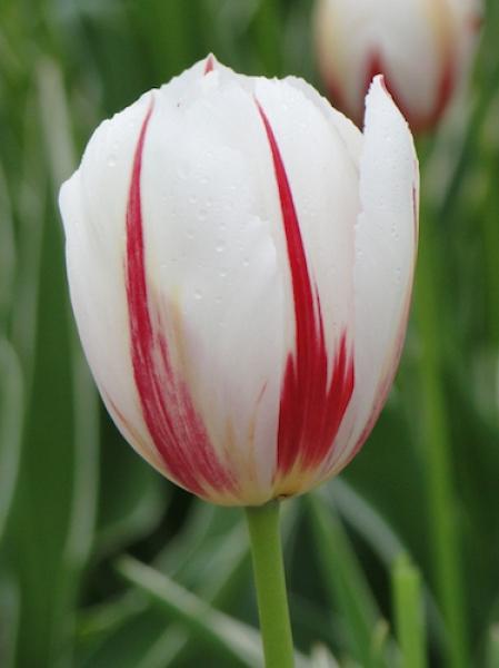 Tulip, Triumph, 'carnaval De Rio' - View 24 from www redcrocus com