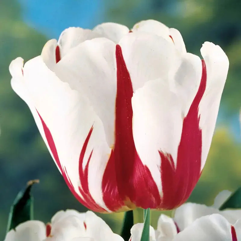 Tulip, Triumph, 'carnaval De Rio' - View 2 from www redcrocus com