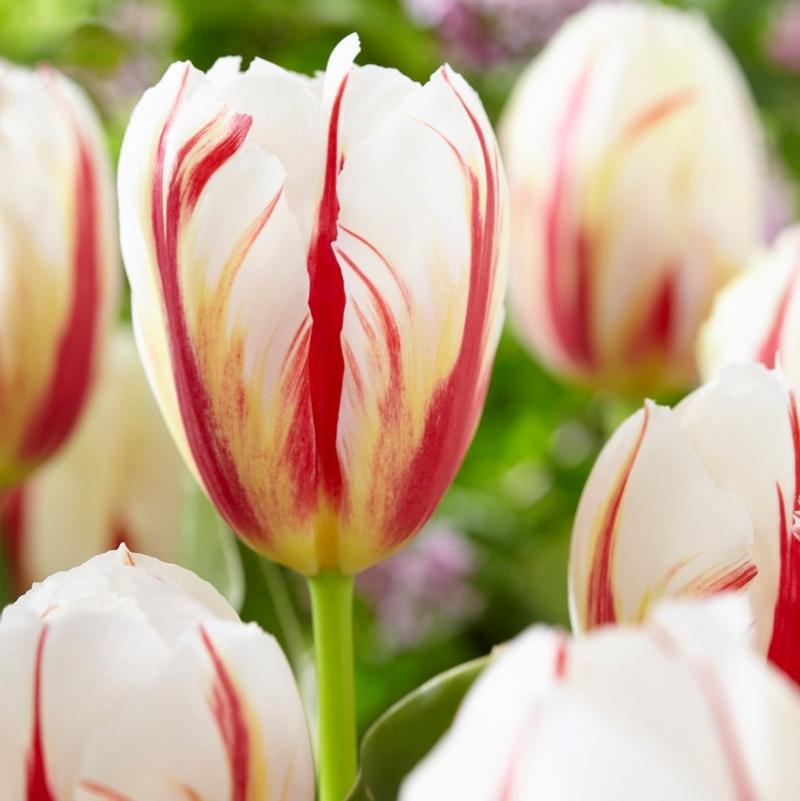 Tulip, Triumph, 'carnaval De Rio' - View 4 from www redcrocus com