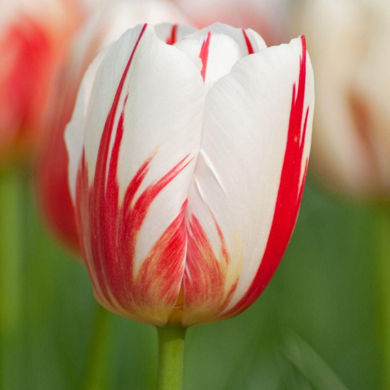 Tulip, Triumph, 'carnaval De Rio' - View 5 from www redcrocus com