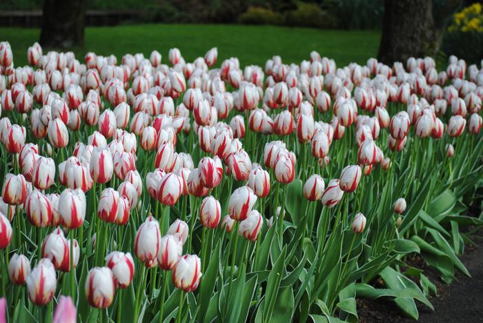 Tulip, Triumph, 'carnaval De Rio' - View 6 from www redcrocus com
