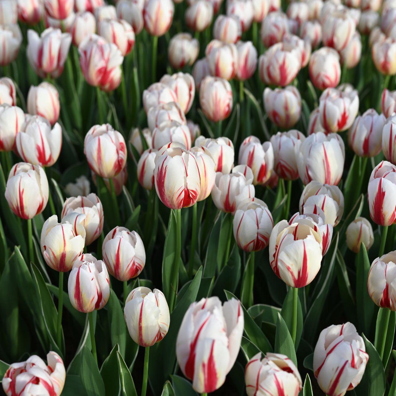 Tulip, Triumph, 'carnaval De Rio' - View 7 from www redcrocus com