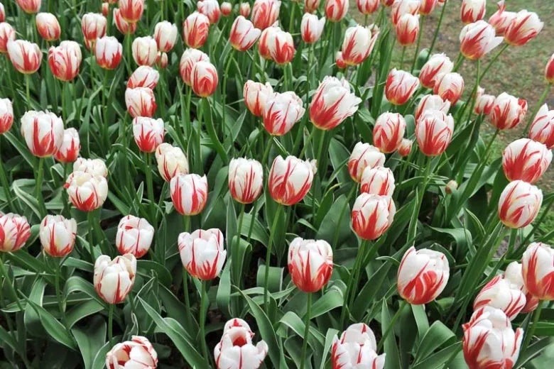 Tulip, Triumph, 'carnaval De Rio' - View 9 from www redcrocus com