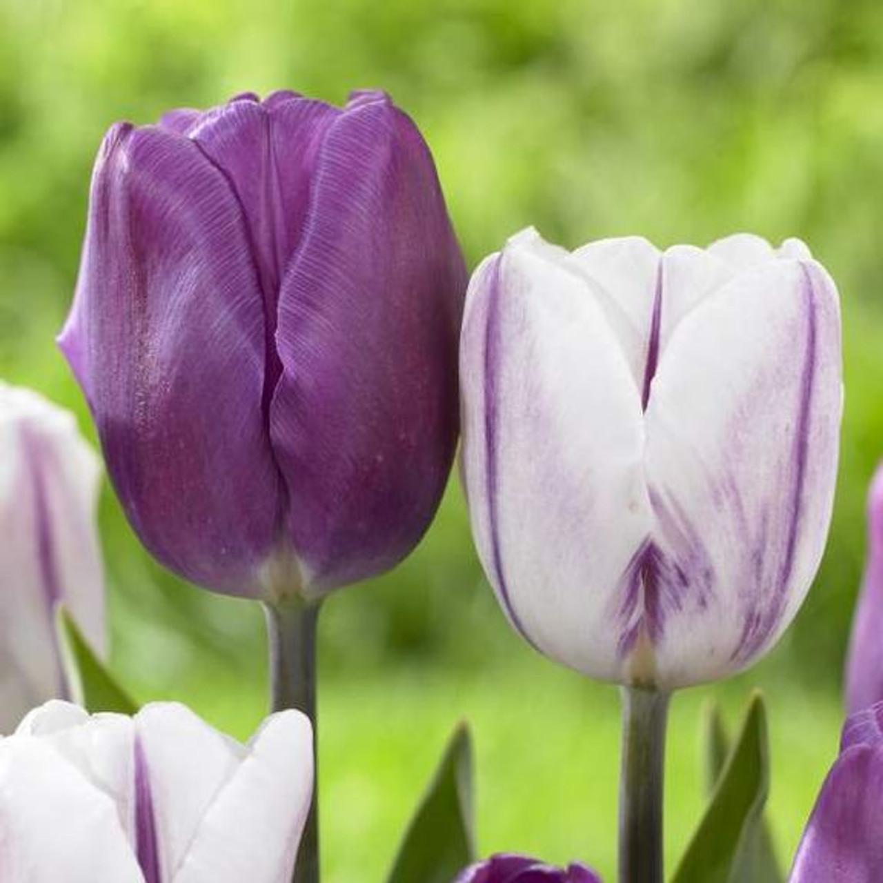 Tulip, Triumph, 'white Flag', Pure White - View 10 from www redcrocus com
