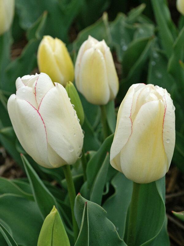 Tulip, Triumph, 'white Flag', Pure White - View 12 from www redcrocus com