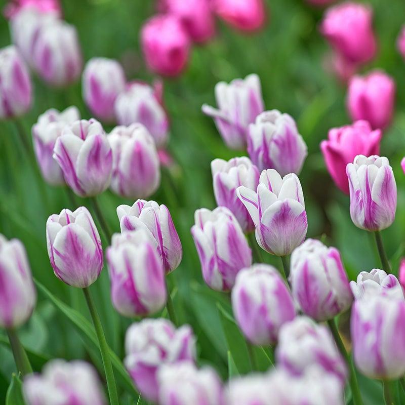 Tulip, Triumph, 'white Flag', Pure White - View 13 from www redcrocus com