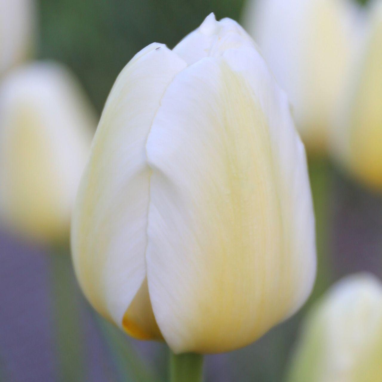 Tulip, Triumph, 'white Flag', Pure White - View 17 from www redcrocus com
