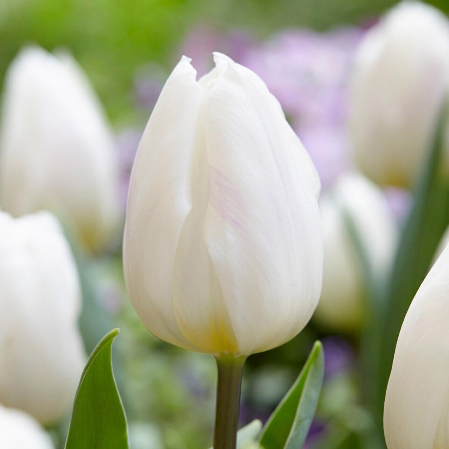 Tulip, Triumph, 'white Flag', Pure White - View 3 from www redcrocus com