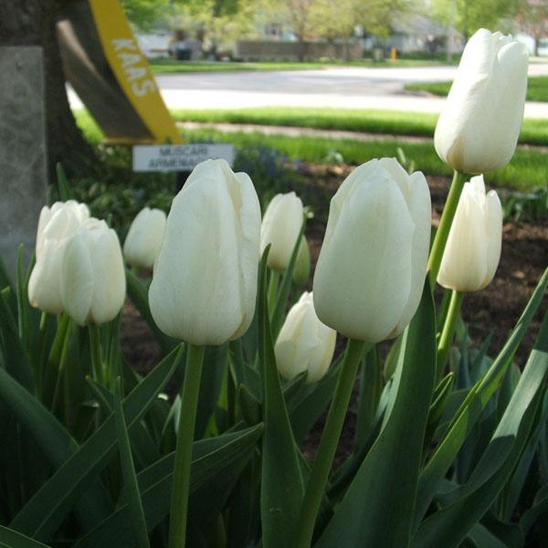 Tulip, Triumph, 'white Flag', Pure White - View 5 from www redcrocus com