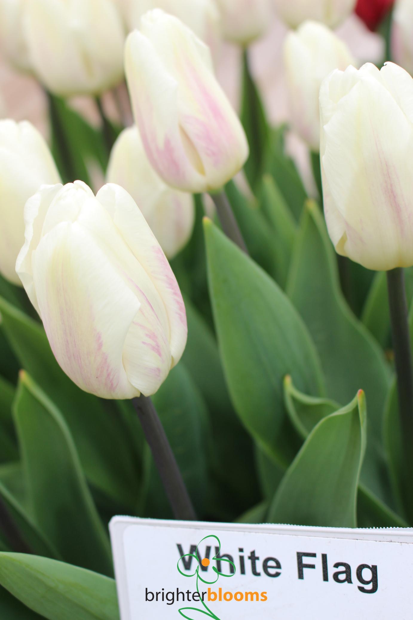 Tulip, Triumph, 'white Flag', Pure White - View 8 from www redcrocus com