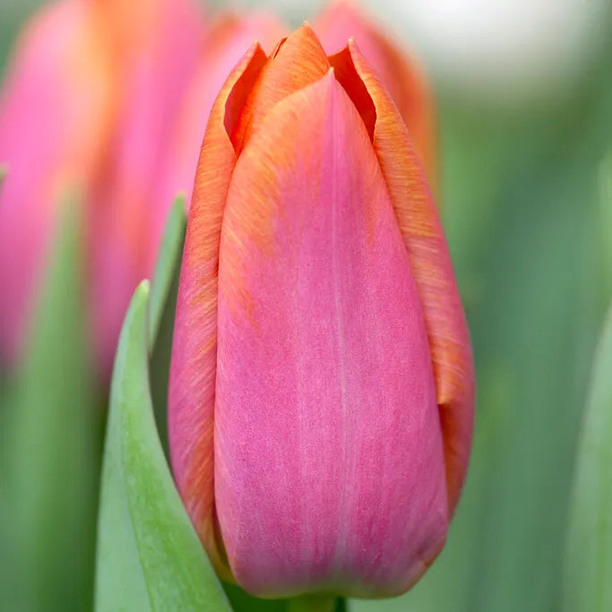 Orange Dynasty Tulip-Triumph-Bright and Cheerful  100 in  Box