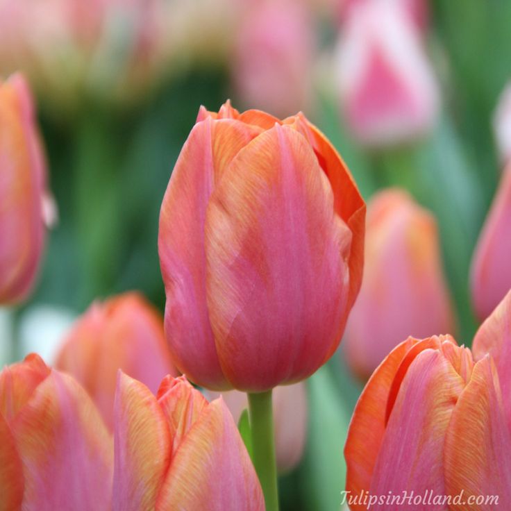 Orange Dynasty Tulip-Triumph-Bright and Cheerful  100 in  Box