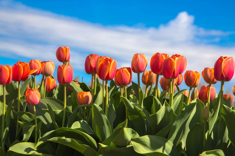Tulip, Triumph, 'orange Dynasty', Orange With Yellow Rim - View 1 from www redcrocus com