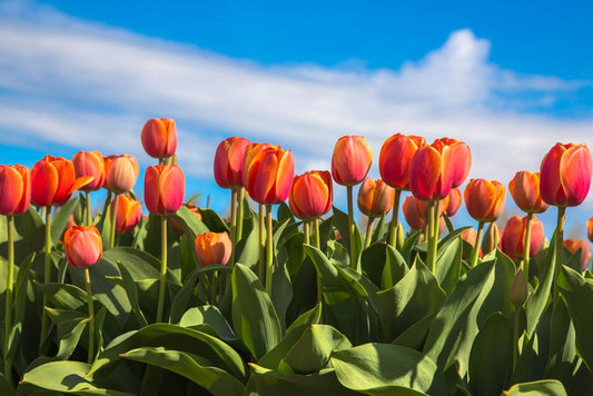 Tulip, Triumph, 'orange Dynasty', Orange With Yellow Rim - View 1 from www redcrocus com