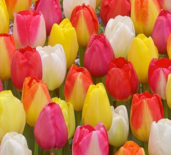 Tulip, Triumph, 'orange Dynasty', Orange With Yellow Rim - View 8 from www redcrocus com