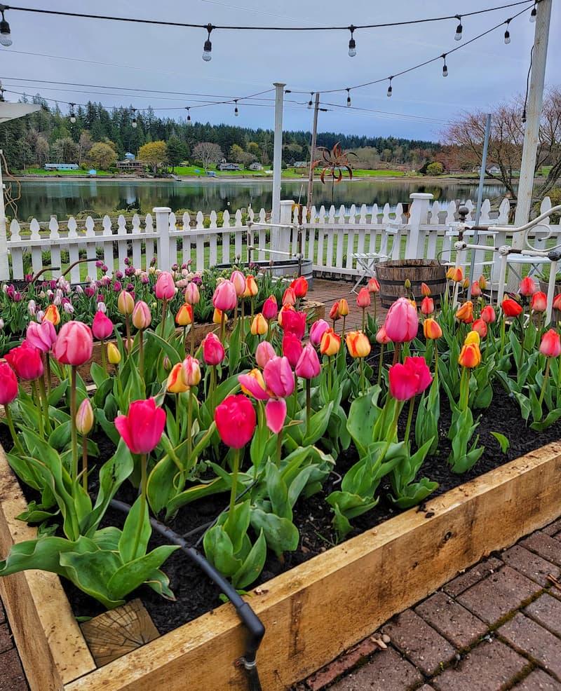 Tulip, Triumph, 'roman Empire', Red With White Edges - View 14 from www redcrocus com