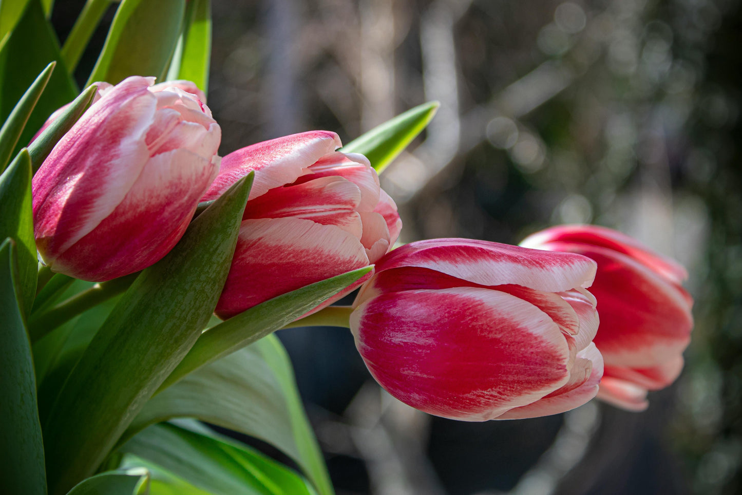 Tulip, Triumph, 'roman Empire', Red With White Edges - View 3 from www redcrocus com