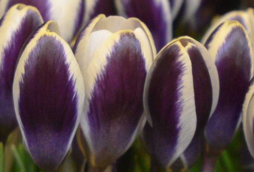 Tulip, Triumph, 'roman Empire', Red With White Edges - View 8 from www redcrocus com