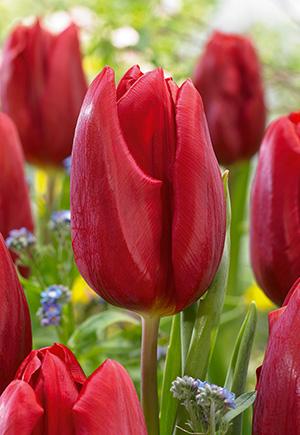 Tulip, Triumph, 'strong Love', Red - View 10 from www redcrocus com