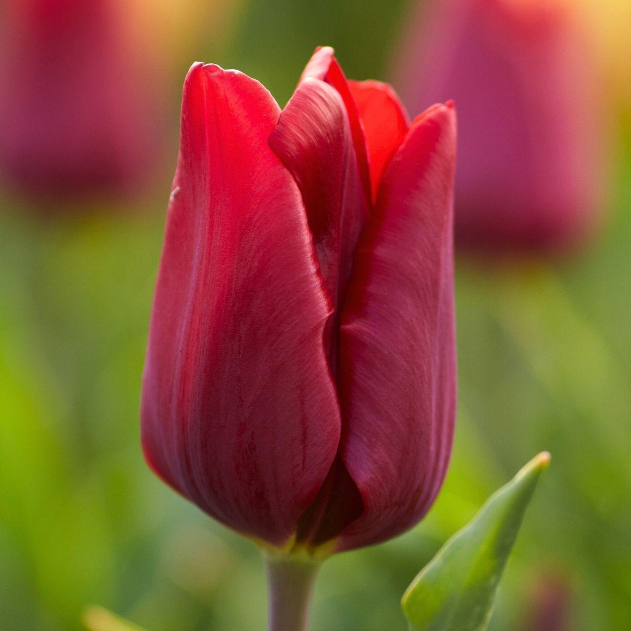 Tulip, Triumph, 'strong Love', Red - View 12 from www redcrocus com
