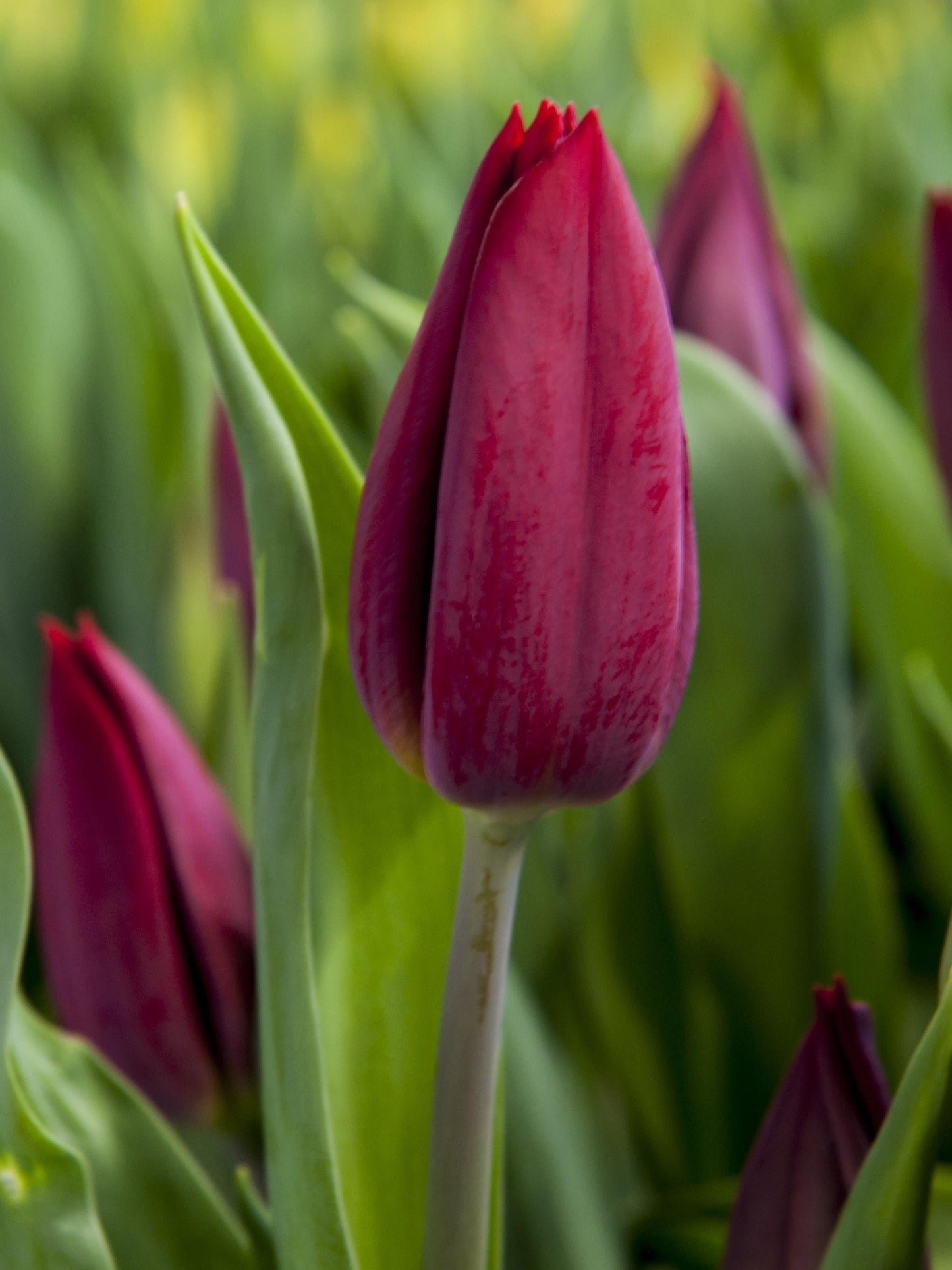 Tulip, Triumph, 'strong Love', Red - View 13 from www redcrocus com