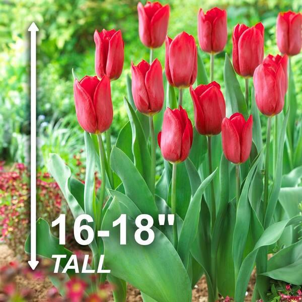 Tulip, Triumph, 'strong Love', Red - View 17 from www redcrocus com