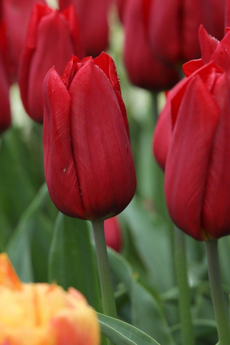 Tulip, Triumph, 'strong Love', Red - View 1 from www redcrocus com