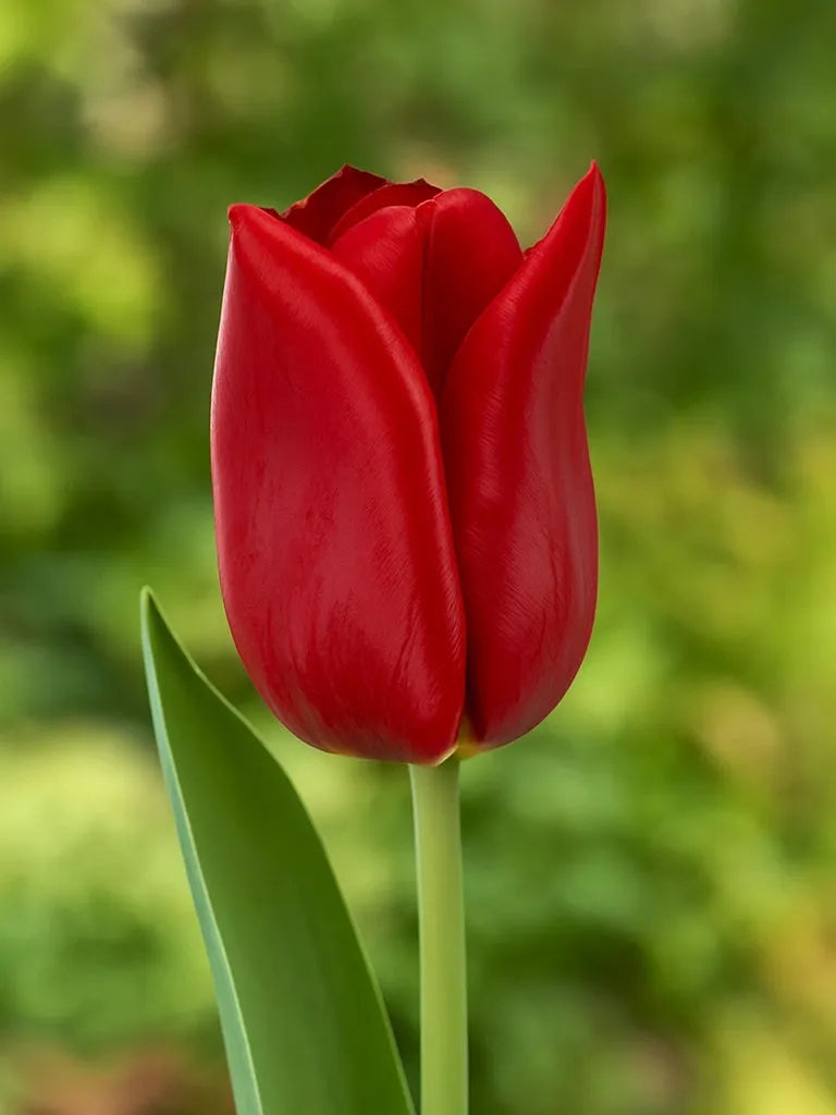 Tulip, Triumph, 'strong Love', Red - View 21 from www redcrocus com