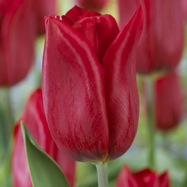Tulip, Triumph, 'strong Love', Red - View 2 from www redcrocus com