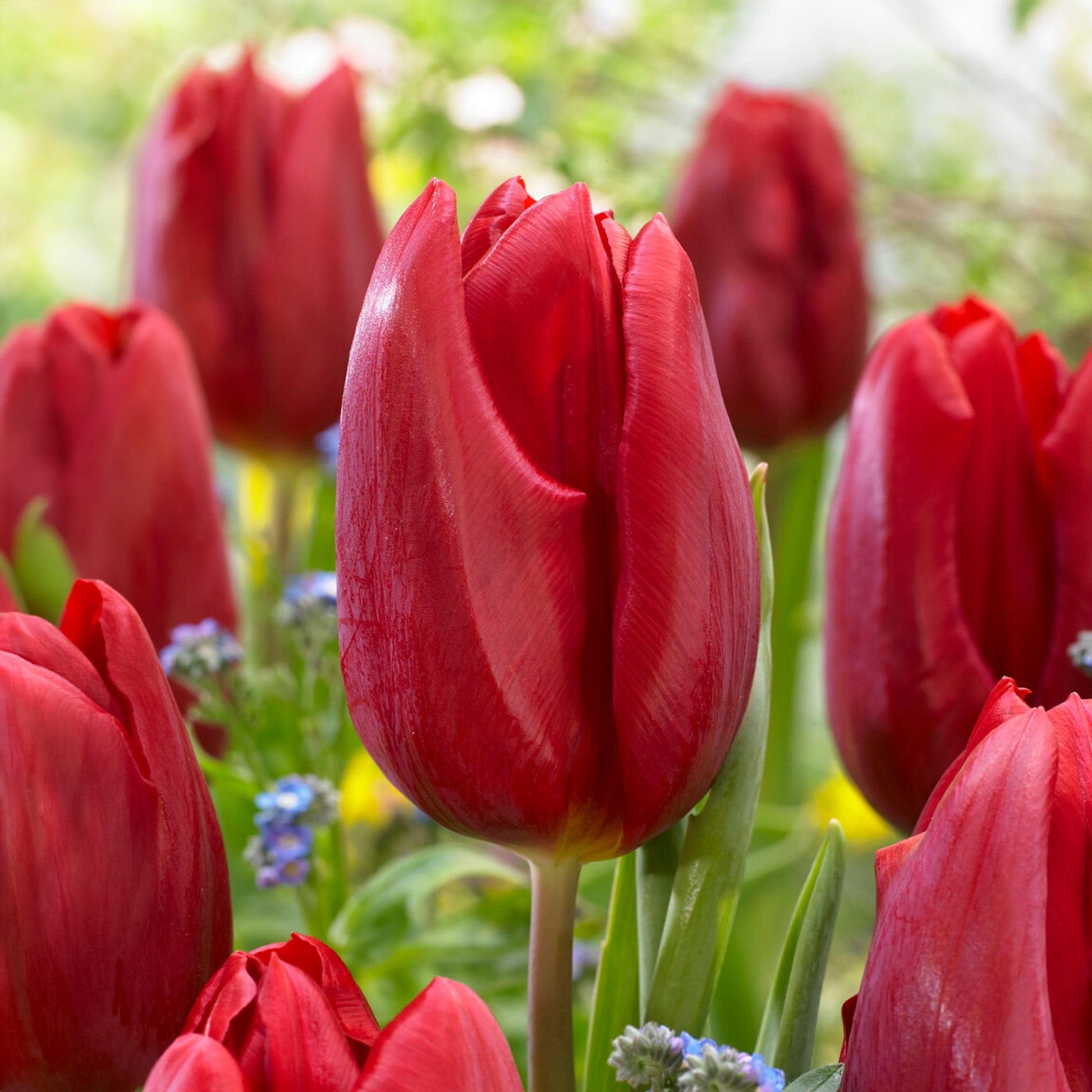 Tulip, Triumph, 'strong Love', Red - View 4 from www redcrocus com