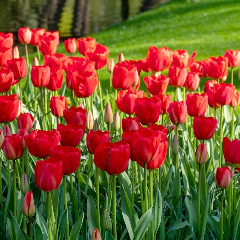Tulip, Triumph, 'strong Love', Red - View 8 from www redcrocus com