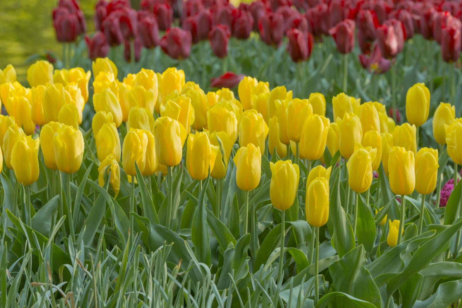 Tulip, Triumph, 'strong Gold', Buttery Yellow - View 12 from www redcrocus com