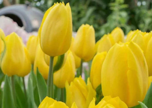 Tulip, Triumph, 'strong Gold', Buttery Yellow - View 14 from www redcrocus com