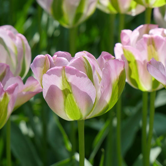 Tulip, Viridiflora, 'greenland', Pbulbs Ink And Green - View 10 from www redcrocus com