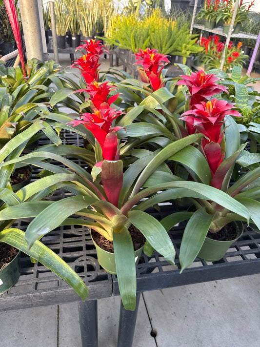 RedCrocus Guzmania Bromeliad- Bright, Colorful Indoor Plant, Tropical Rosette, Pollinator Attractant, Non-Toxic, Perfect for Decor & Gardens 6" Pot