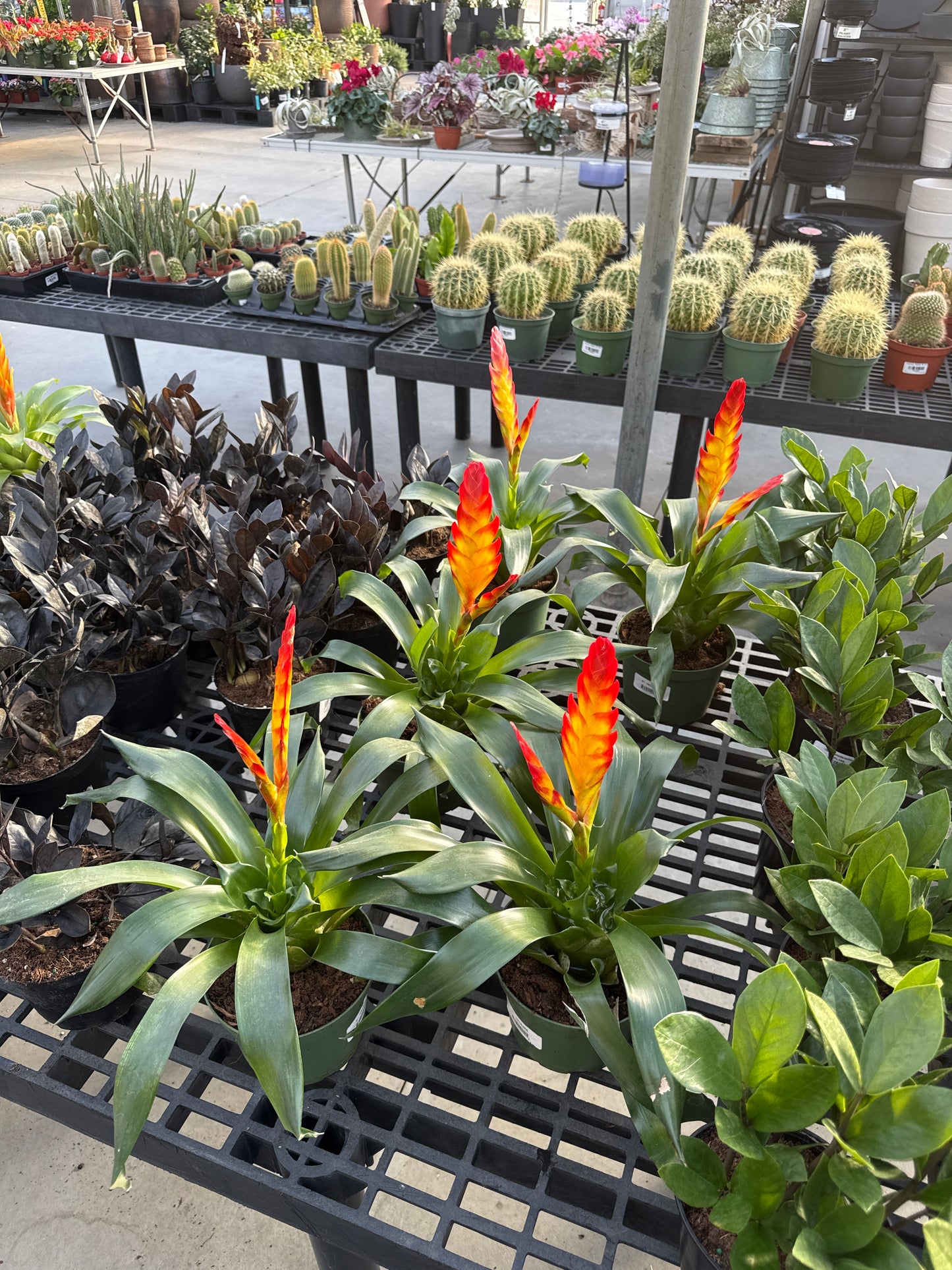 RedCrocus Bromeliad Vriesea Assorted Indoor Plant, Vibrant Foliage, Attracts Pollinators, Pet-Friendly, Easy Care for Decor & Garden 6" Pot