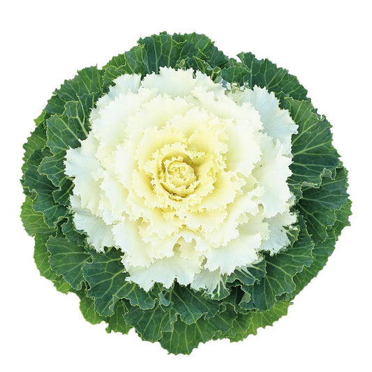 Cabbage Osaka Iq White - View 1 from www redcrocus com
