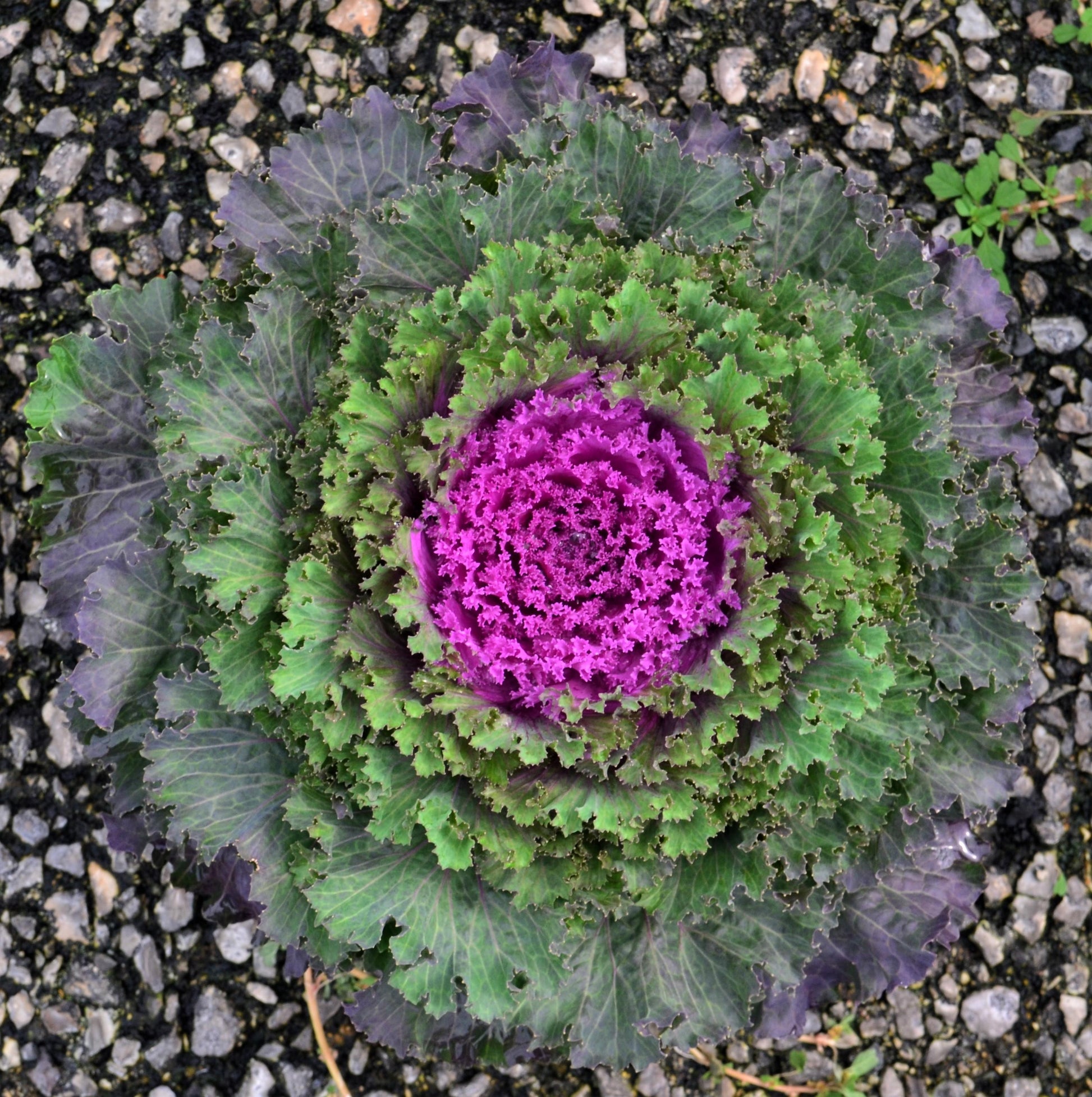 Kale Nagoya Red - View 12 from www redcrocus com