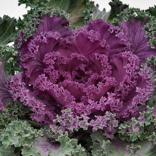 Kale Nagoya Red - View 1 from www redcrocus com