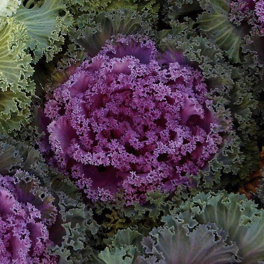 Kale Nagoya Rose - View 1 from www redcrocus com