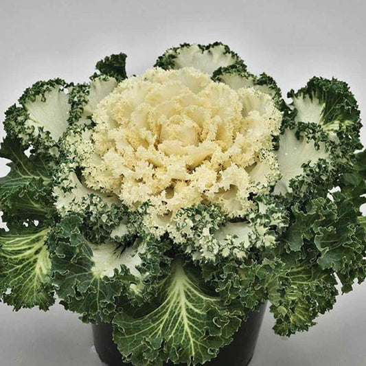 Kale Nagoya White - View 1 from www redcrocus com