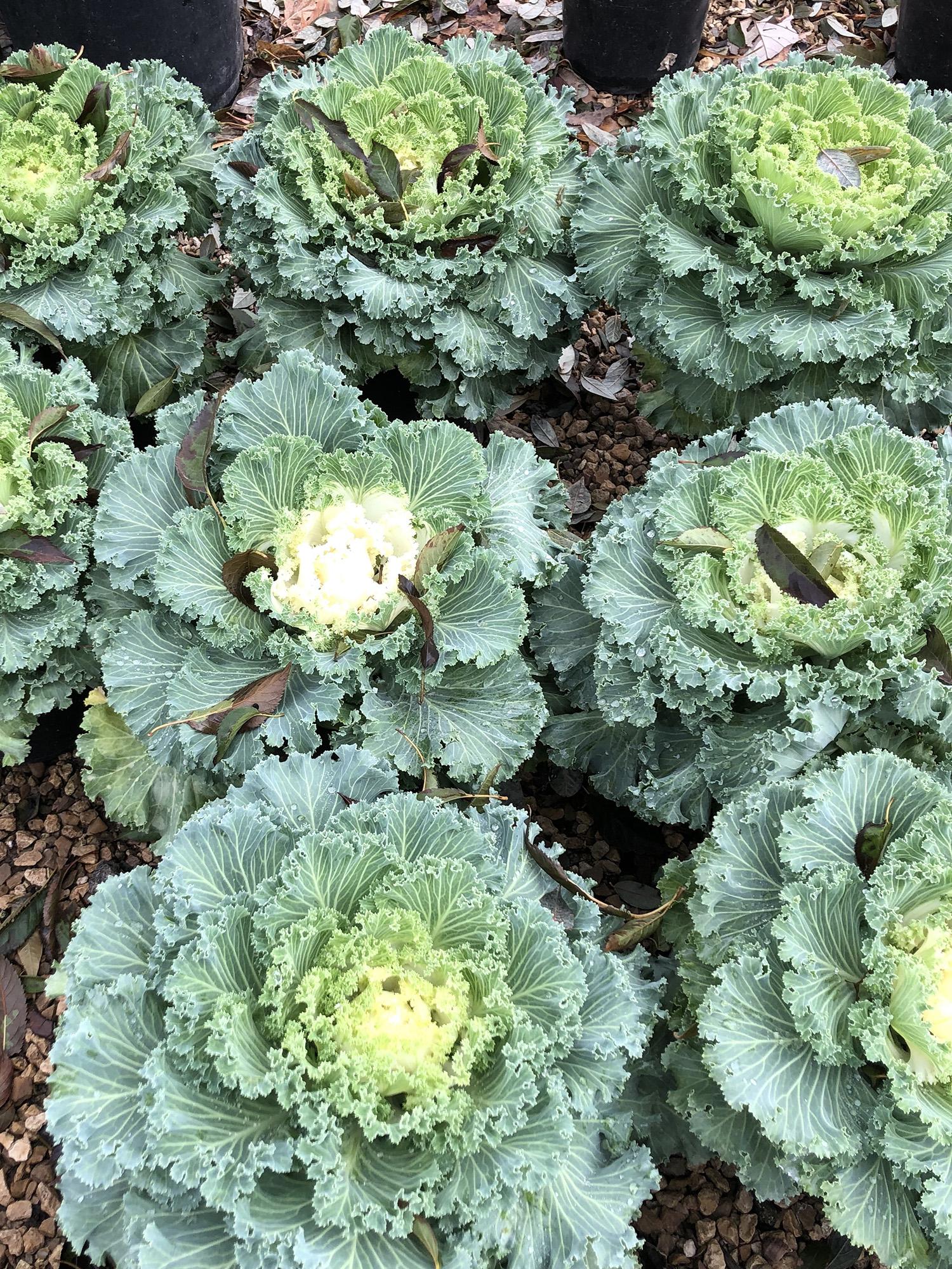 Kale Nagoya White - View 6 from www redcrocus com