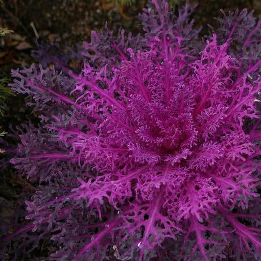 Kale Peacock Red - View 1 from www redcrocus com
