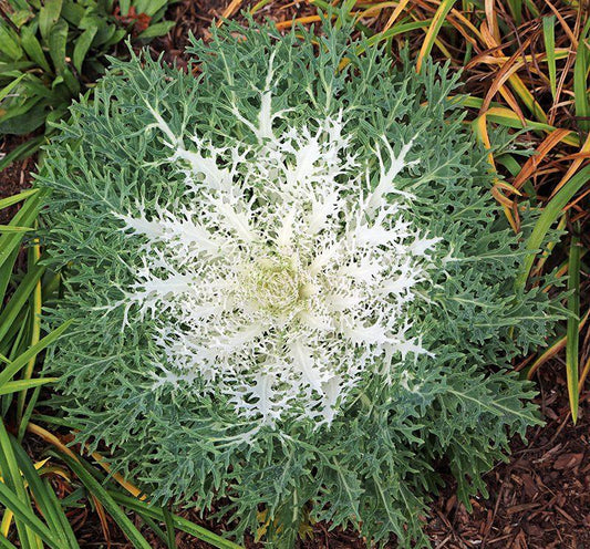 Kale Peacock White - View 1 from www redcrocus com