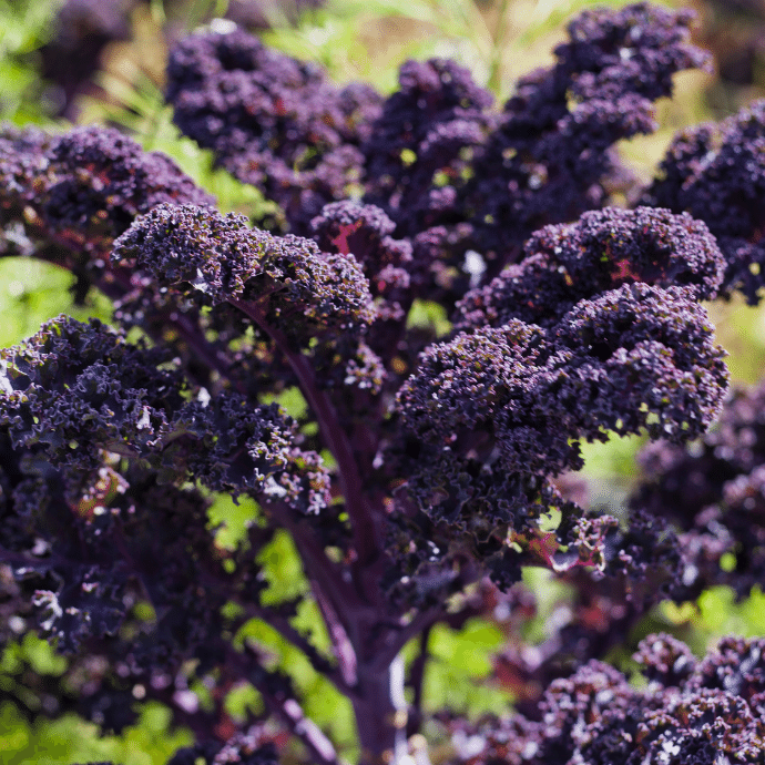 Kale 'redbor' - View 15 from www redcrocus com