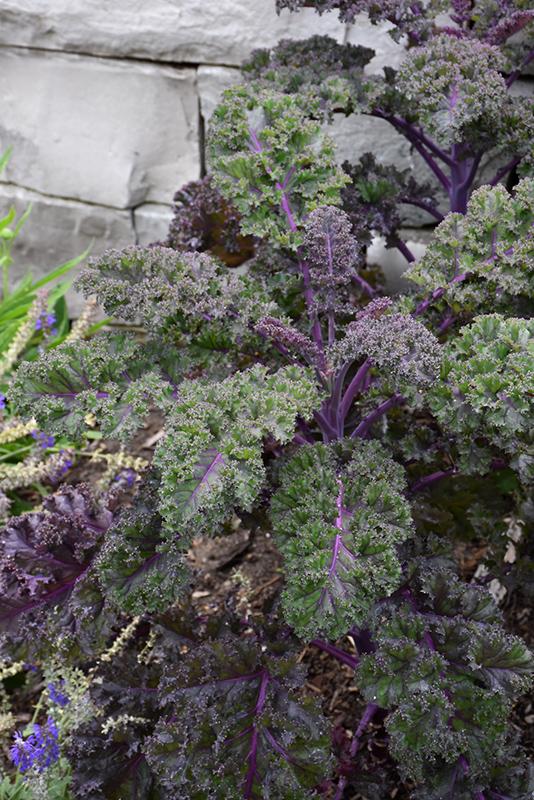 Kale 'redbor' - View 23 from www redcrocus com