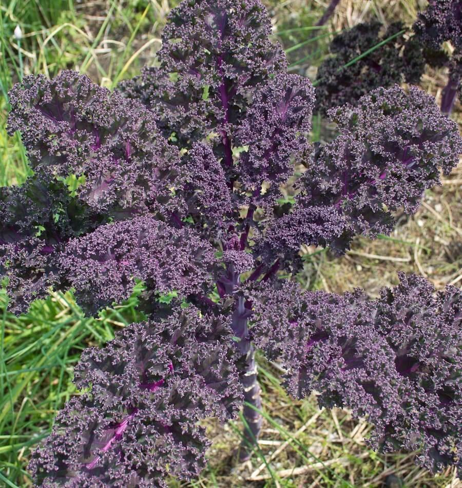 Kale 'redbor' - View 26 from www redcrocus com
