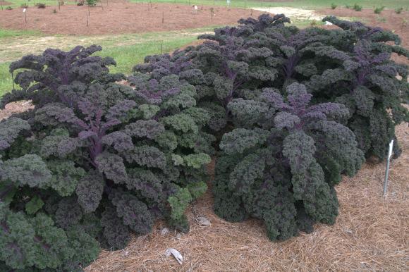 Kale 'redbor' - View 29 from www redcrocus com