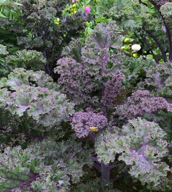 Kale 'redbor' - View 36 from www redcrocus com